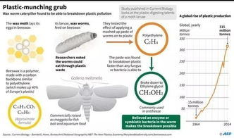 能“吃”塑料袋的蟲子 生物科技的神奇突破